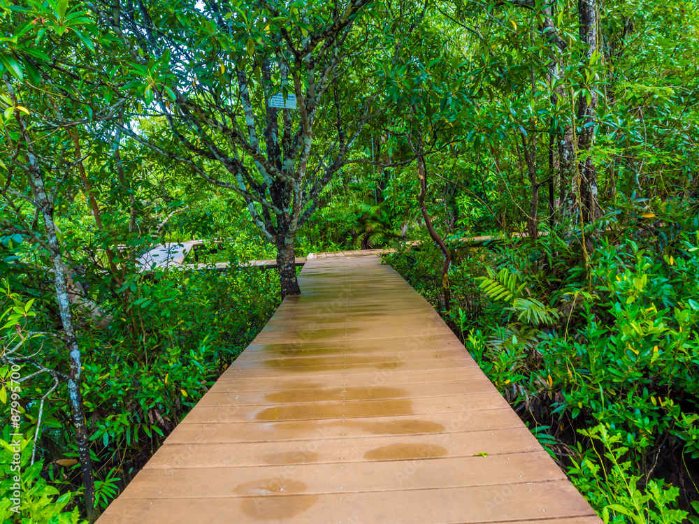 Obraz premium Mangrove forest with wood Walk way