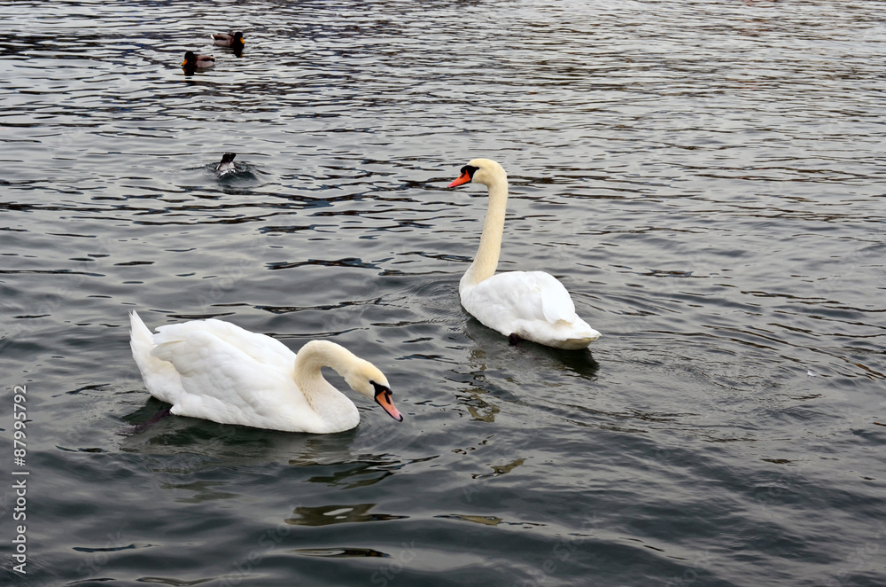 Obraz premium Cygnes en couple