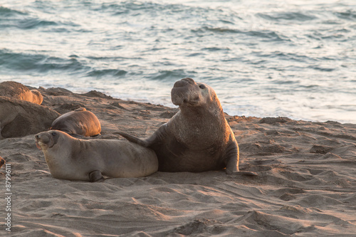 Elephant Seals on Beach in Breeding Season