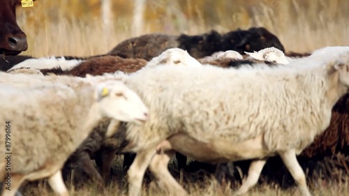 herd of sheep and cows grazing in a meadow near the forest in photo