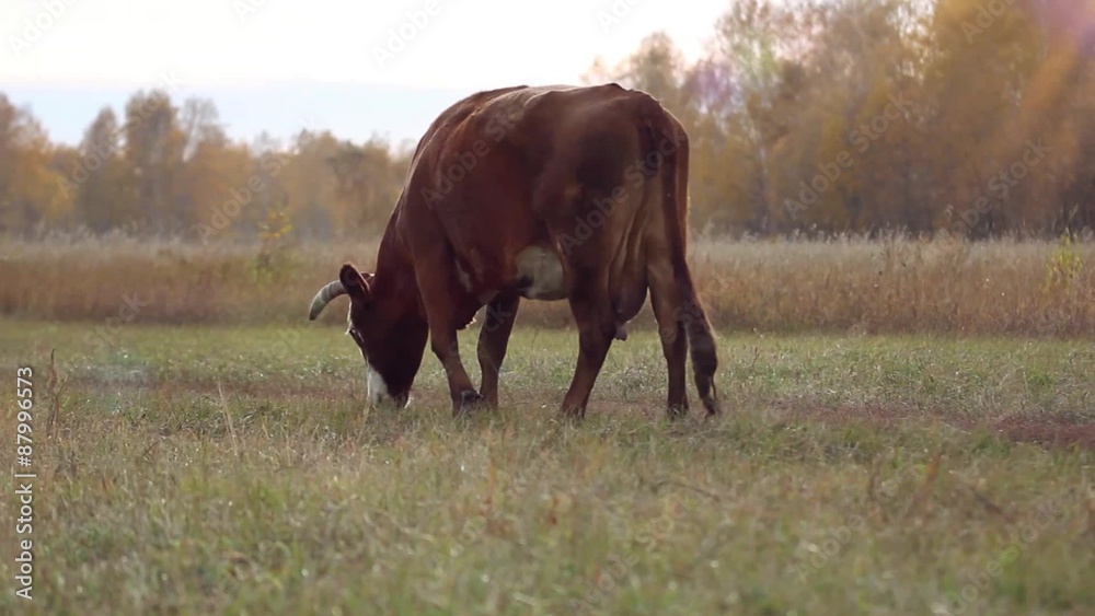 Cow at the pasture in the autumn Cow at the pasture in the autumn