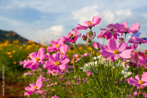  Pink cosmos flower in garden