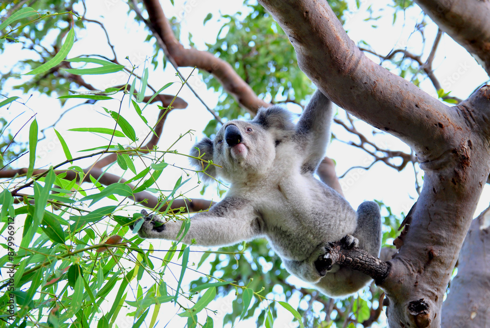 Naklejka premium Koala-Bär auf Magnetic Island