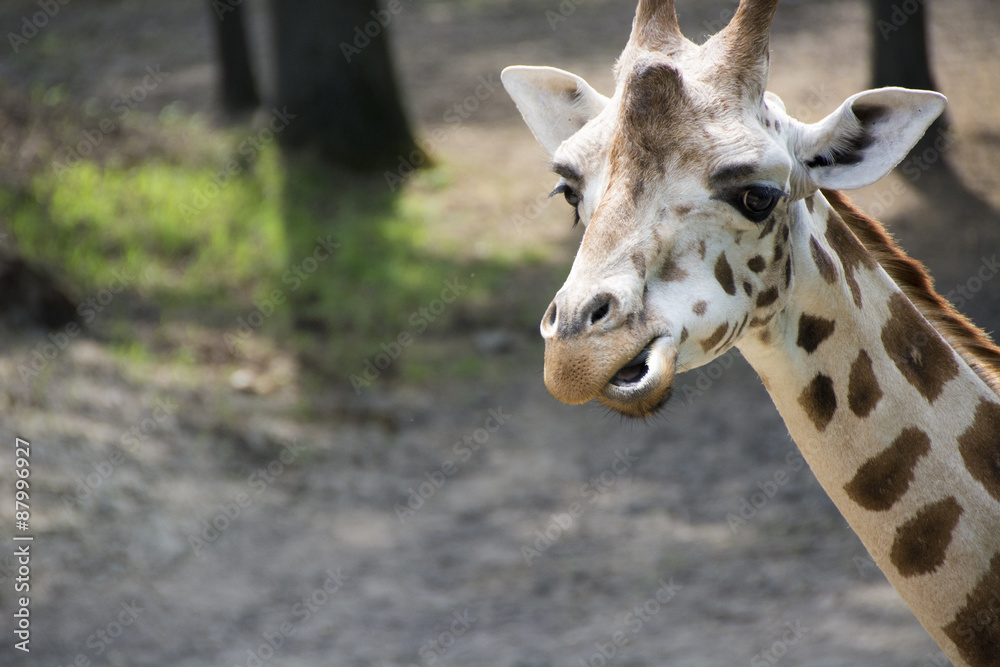 Naklejka premium Giraffe Funny Face