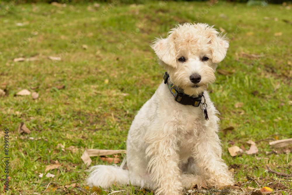 White Poddle Dog starring at the front White Poddle Dog starring at the front