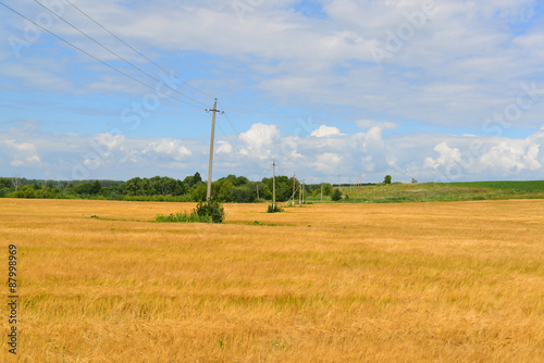 Ripe rye field on sunny day in July