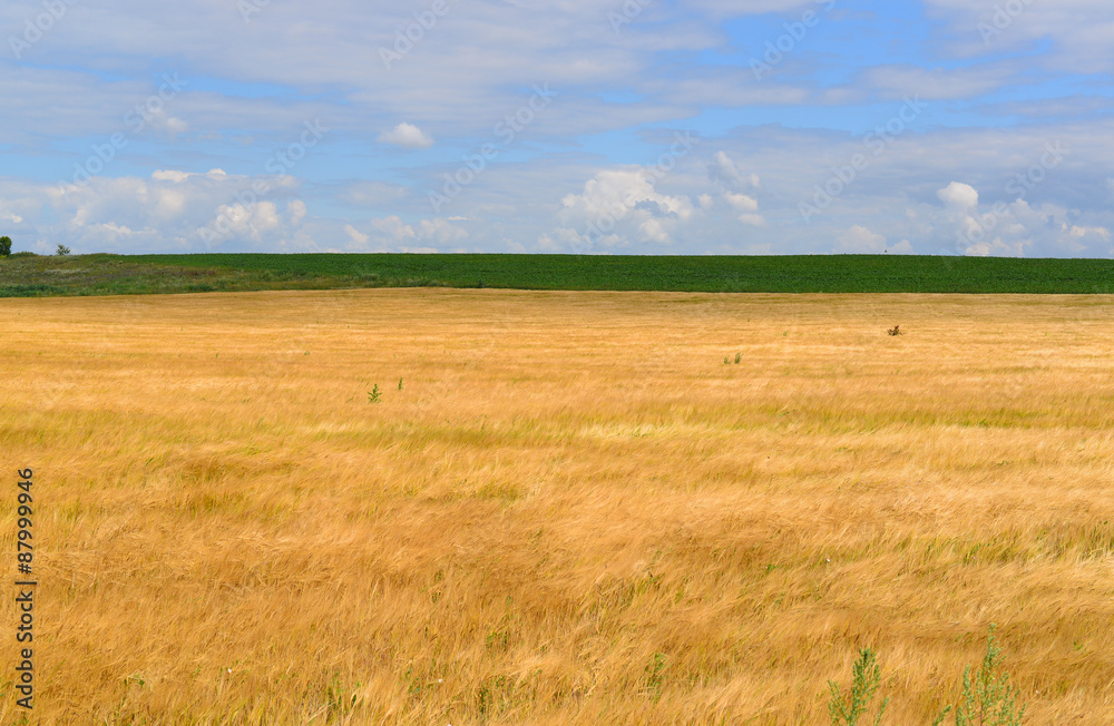 Ripe rye field on  sunny day in July