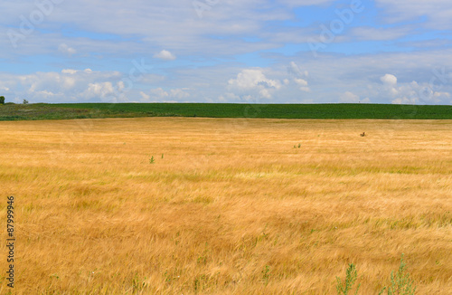 Ripe rye field on sunny day in July