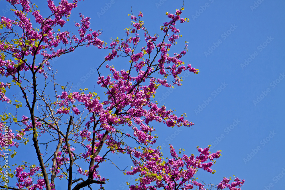 Springtime, beautiful bright pink flowers on Judas tree