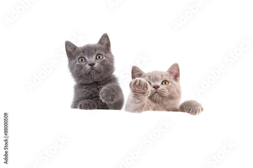 Fototapeta Naklejka Na Ścianę i Meble -  Two kitten British on white background. Cat peeking from behind. Two months.