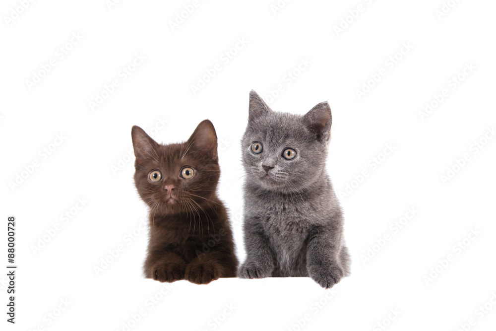 Two kitten British on white background. Cat peeking from behind. Two months.