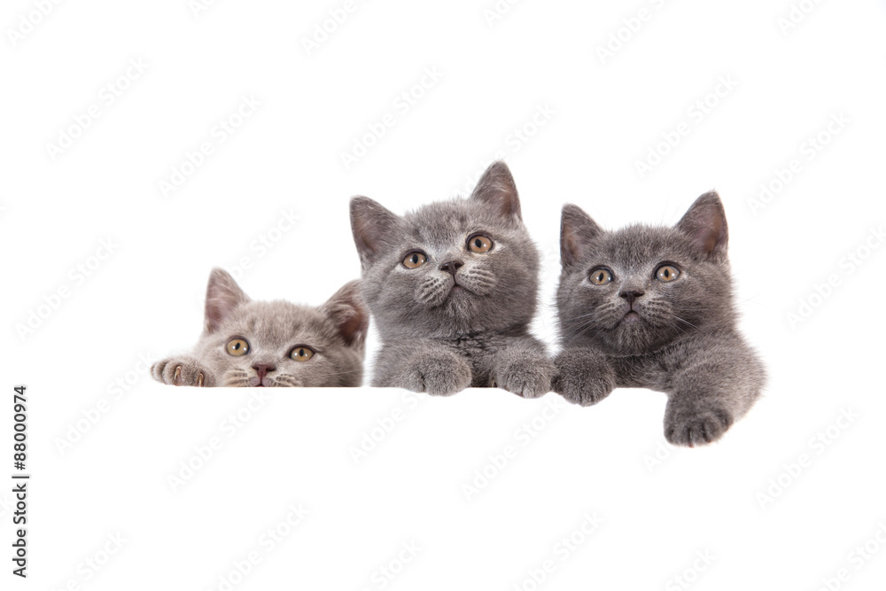 Three kitten British on white background. Cat peeking from behind. Two months.