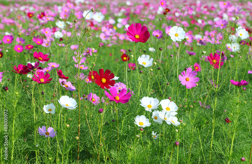 cosmos flower in the garden