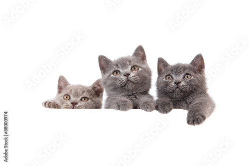 Fototapeta Naklejka Na Ścianę i Meble -  Three kitten British on white background. Cat peeking from behind. Two months.