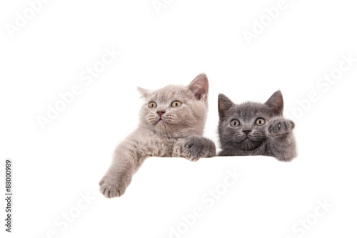 Two kitten British on white background. Cat peeking from behind. Two months.