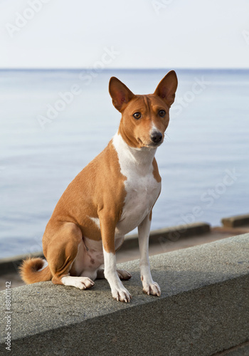Fototapeta Naklejka Na Ścianę i Meble -  Small hunting dog breed Basenji looking forward