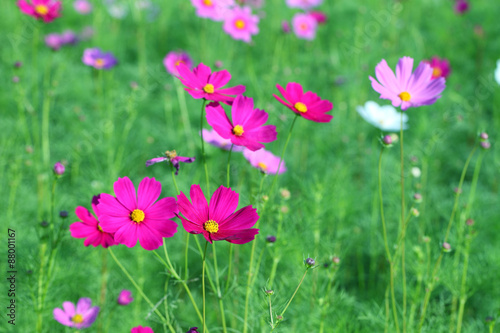 Cosmos flower (Cosmos Bipinnatus) with blurred background © alexzeer