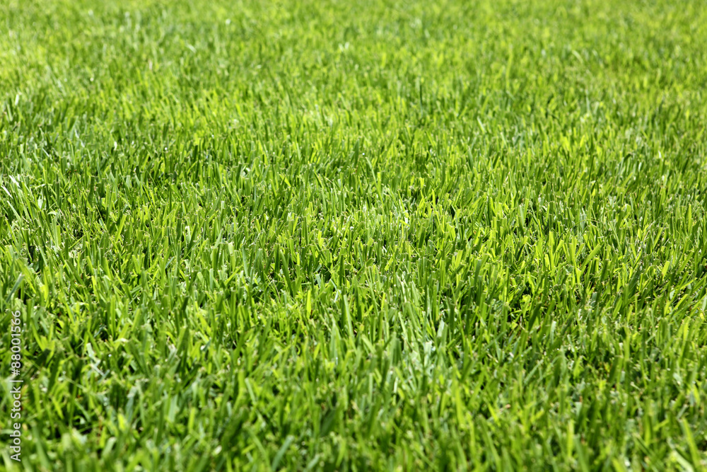 Background of Perfect Cut Green Grass Background of Perfect Cut Green Grass