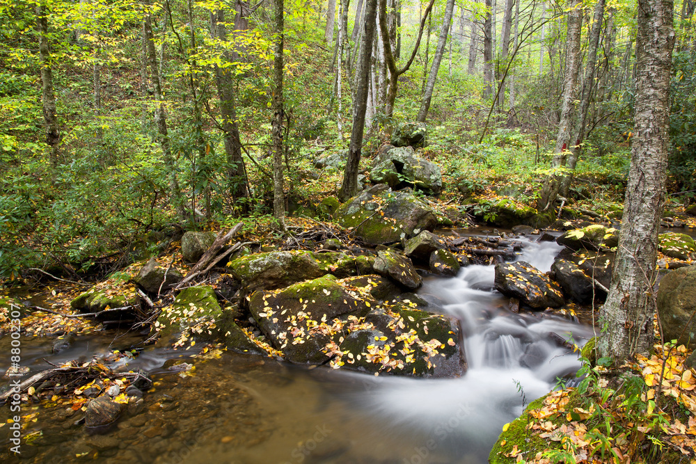 Beautiful Stream in the Forest Beautiful Stream in the Forest