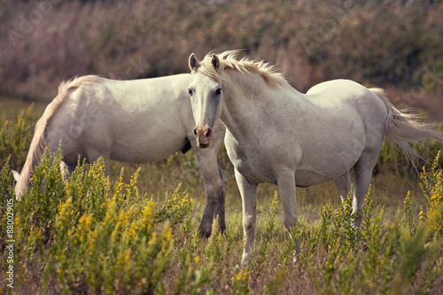 Beautiful white grazing horses