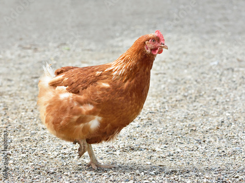 Chicken (Gallus gallus domesticus)