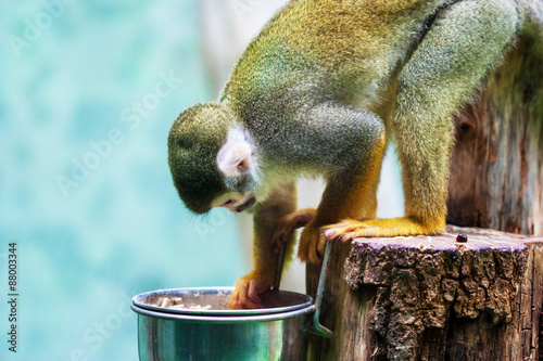 Common squirrel monkey photo