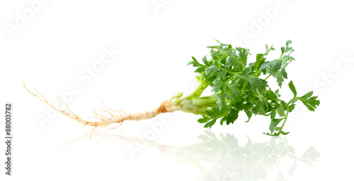 Coriander sprig isolated on white background.