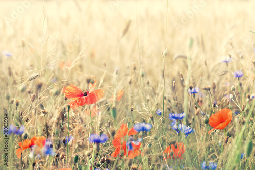 Photo Composition with meadow flowers. Nice summer background.
