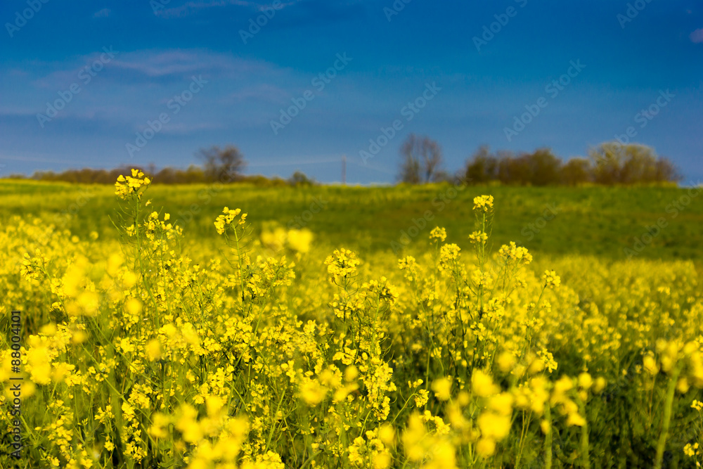 Field Mustard