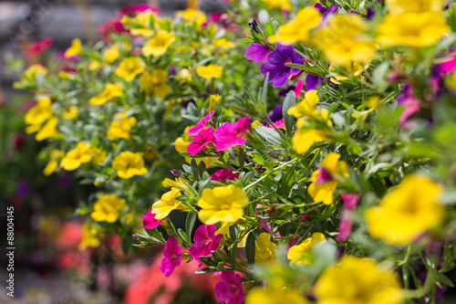 Calibrachoa Flowers (Million Bells)