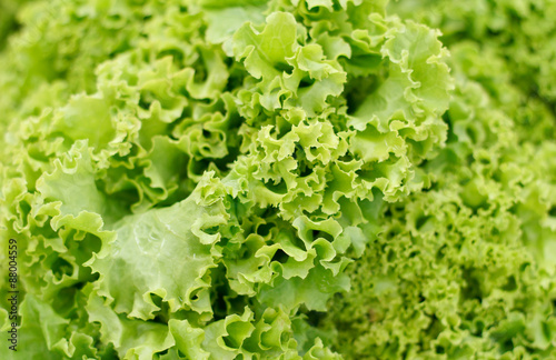 Close up green lettuce.