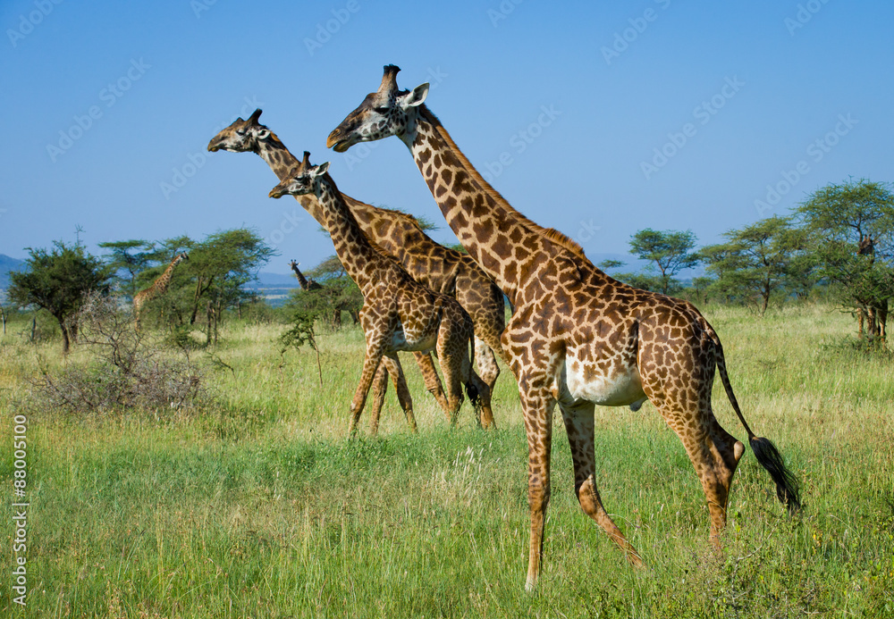Fototapeta premium Giraffes On african savannah,