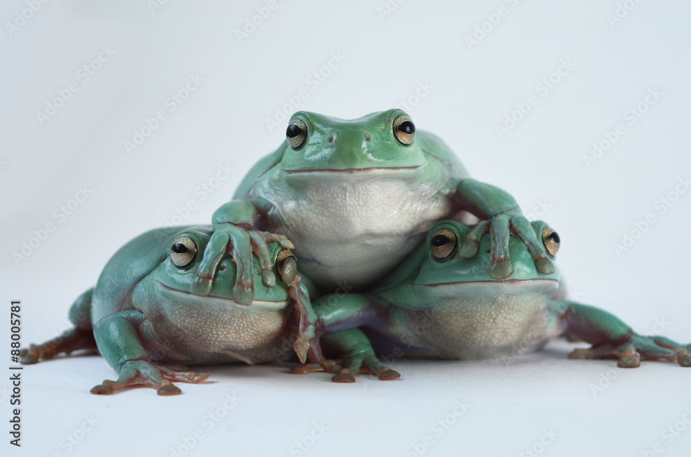 Obraz premium Happy frog