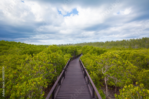 walkway in forest