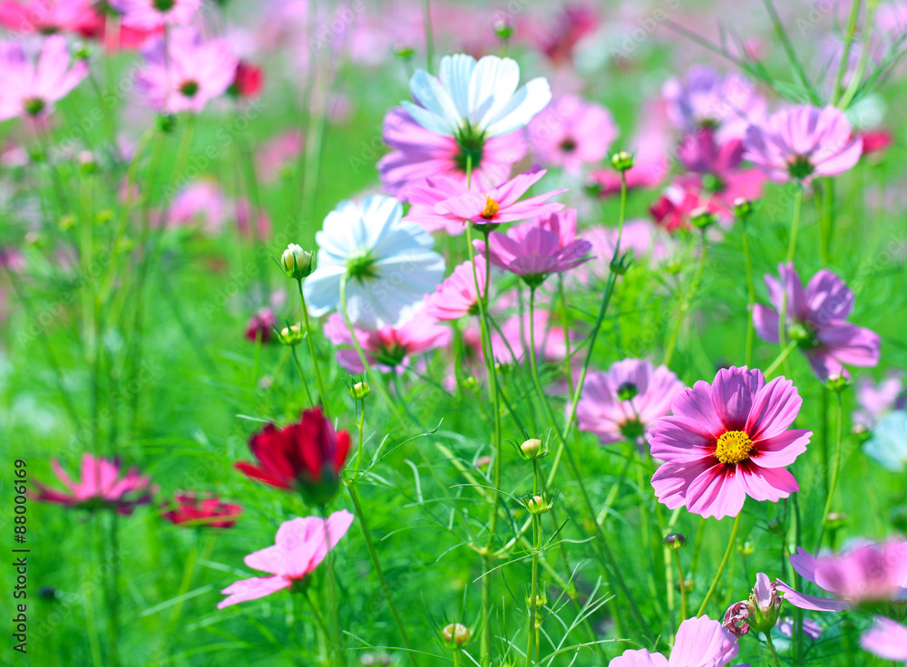 Cosmos flower (Cosmos Bipinnatus) with blurred background Cosmos flower (Cosmos Bipinnatus) with blurred background