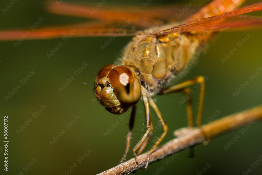 The dragonfly The dragonfly