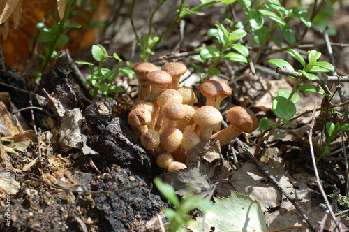 Грибы опята. Honey fungus. 