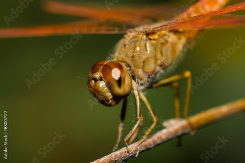 The dragonfly © ttshutter