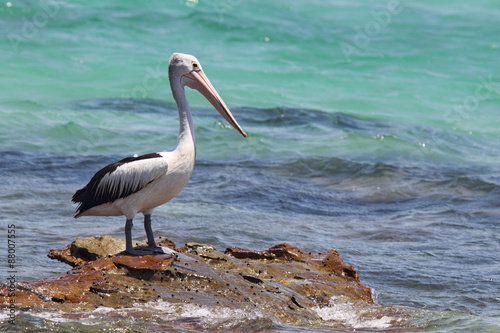 Brillenpelikan (Pelecanus conspicillatus) © DirkR