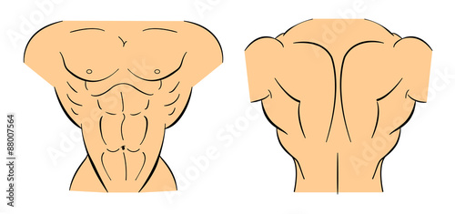 Bodybuilder torso with muscle names isolated on white