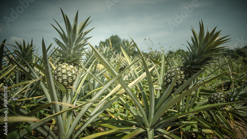 Pineapple farm in vintage color style © Beach boy 2024