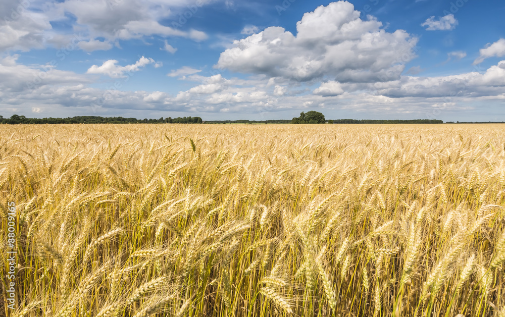Ταπετσαρία Field of ripening wheat by summer day with beautiful cumulus clouds above