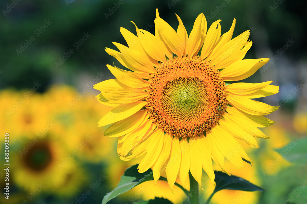 Tuscany sunflowers Tuscany sunflowers