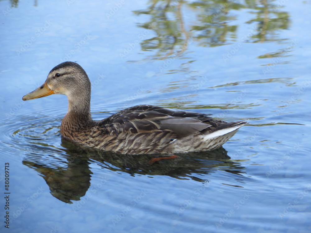 Stockente auf Wasser Stockente auf Wasser