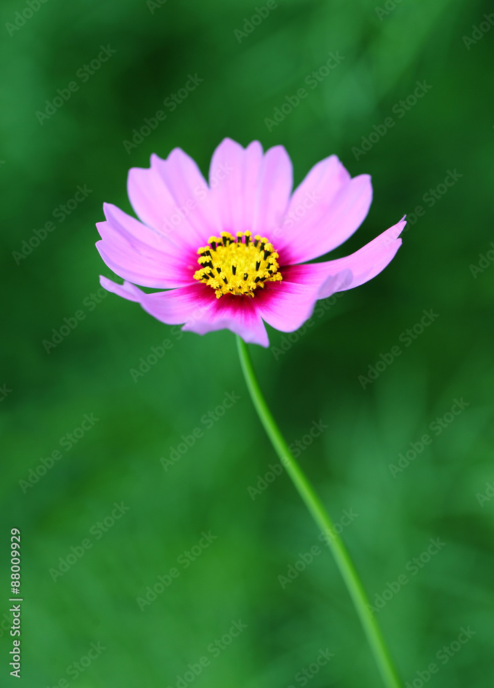 Cosmos flower (Cosmos Bipinnatus) with blurred background Cosmos flower (Cosmos Bipinnatus) with blurred background