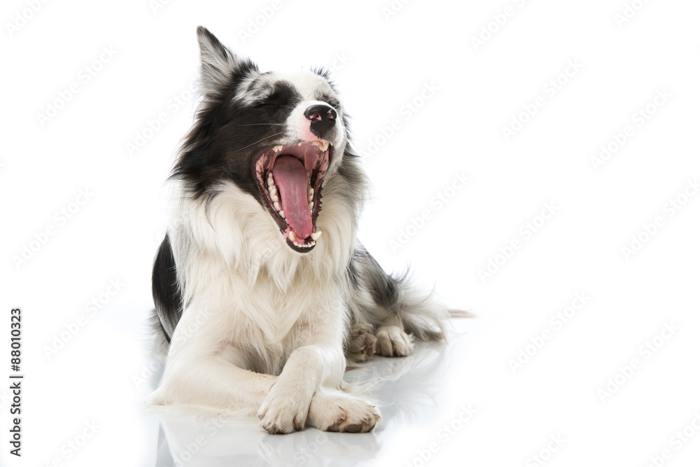 Gähnender Hund