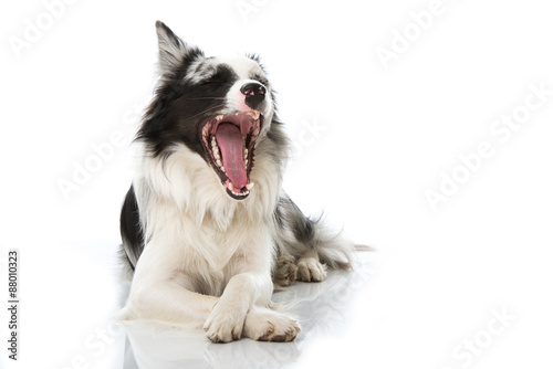 Fototapeta Naklejka Na Ścianę i Meble -  Gähnender Hund