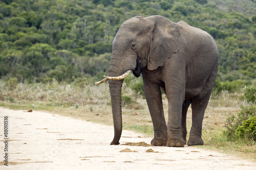 Elephant on the edge of a gravel road