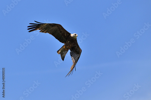 aigle ravisseur