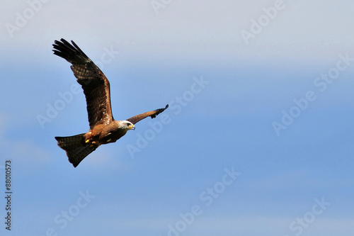 aigle ravisseur